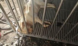 泉州爆料大狗视频,究竟何方神圣？